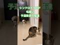 家族増えました#cute #猫のいる暮らし #cats