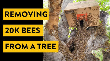 Removing 20,000 Bees from a Tree