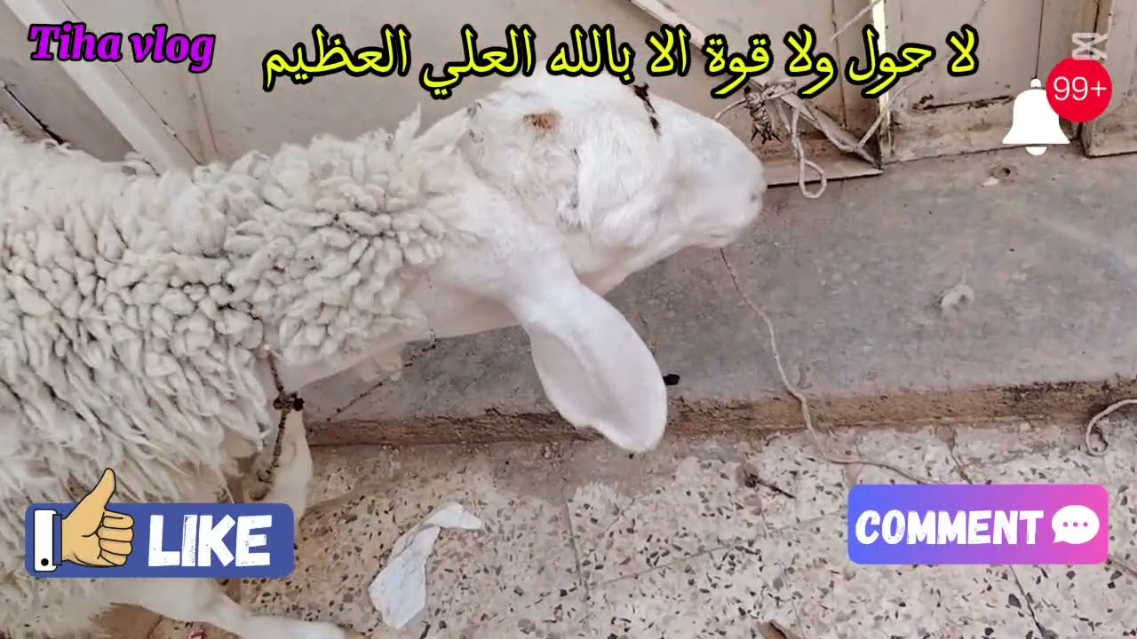 أجواء عيد الأضحى المبارك 2025 🤩😍فلوق العيد شباب بزاف❤️من ولاية سعيدة🤩😍مرحبا بالجميع💕🎉