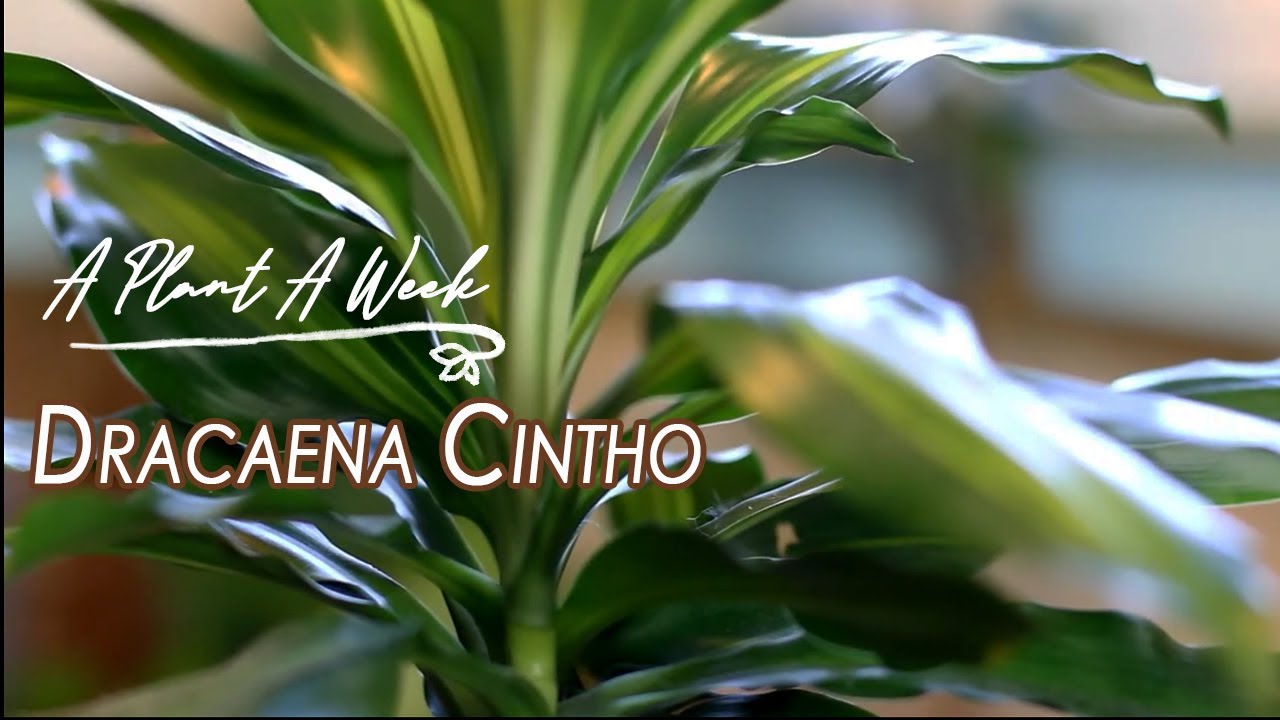 Dracaena cintho Care | A Plant A Week