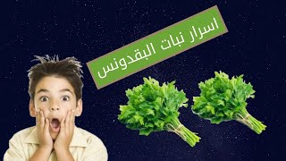 اسرار نبات البقدونس|فوائد البقدونس المغلي|وصفات البقدونس