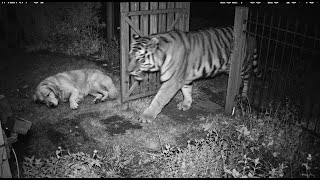 Chihuahua Attacked by Jaguar  But a Brave Kangal Dog Saves the Day!