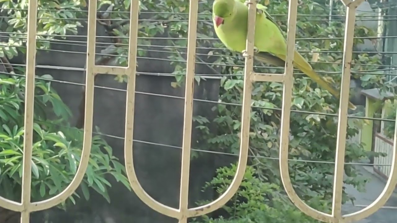 দুষ্টুমি