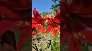 Beautiful Amaryllis flowers #flowerszone #Garden #flowers #lule #shorts #beautiful #amaryllis