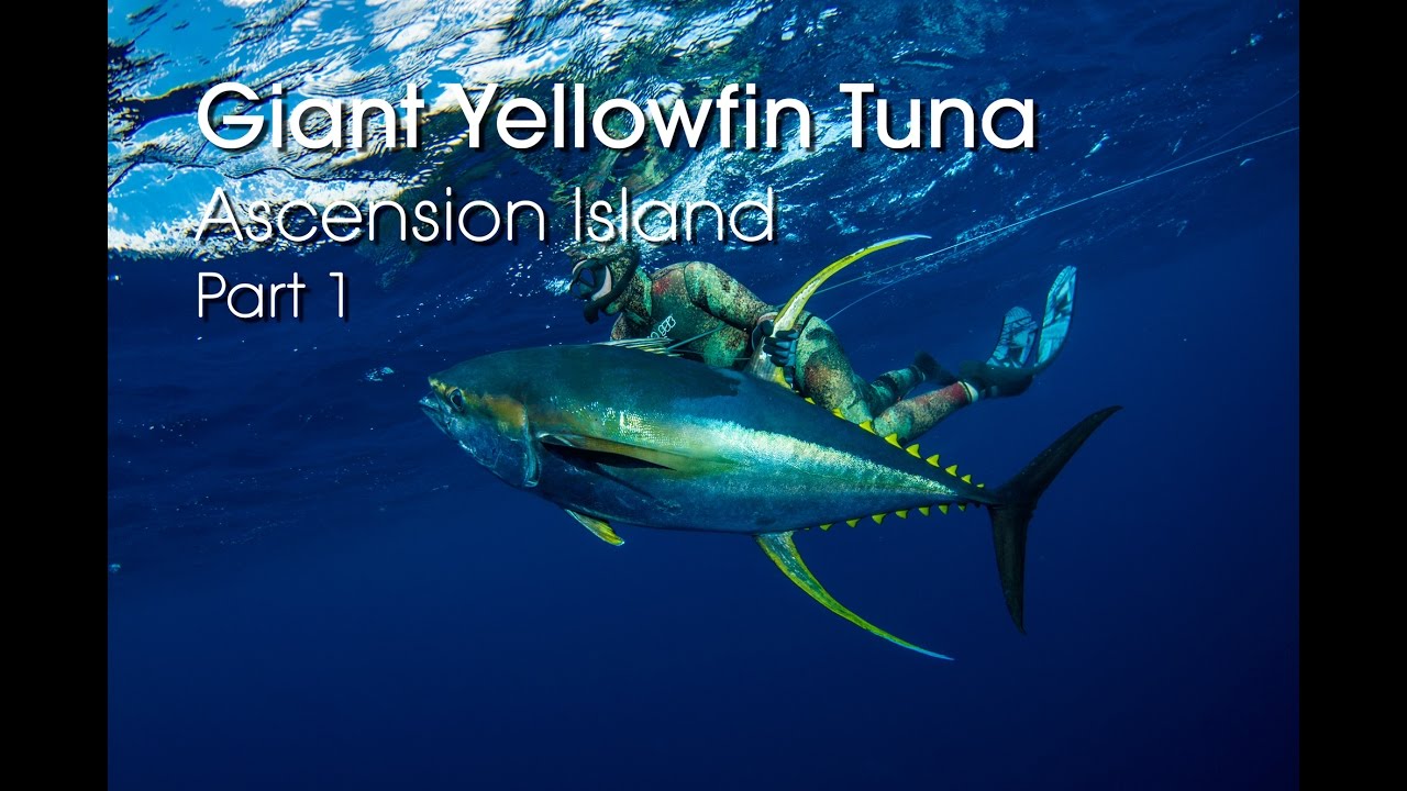 Spearfishing Ascension Island - HUGE Yellowfin Tuna - PART 1 HD