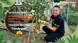 видео: Я В ВОСТОРГЕ! #ТОМАТЫ, О КОТОРЫХ ВАМ НЕ ГОВОРЯТ! #СУПЕР УРОЖАЙНЫЕ СОРТА И ГИБРИДЫ. #ЧЕСТНЫЙ ОТЗЫВ! картинка: Я В ВОСТОРГЕ! #ТОМАТЫ, О КОТОРЫХ ВАМ НЕ ГОВОРЯТ! #СУПЕР УРОЖАЙНЫЕ СОРТА И ГИБРИДЫ. #ЧЕСТНЫЙ ОТЗЫВ!