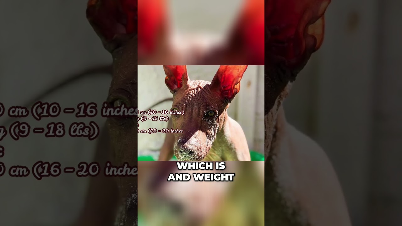 The Peruvian Inca Orchid - What Are The Three Sizes and Two Coat Types?