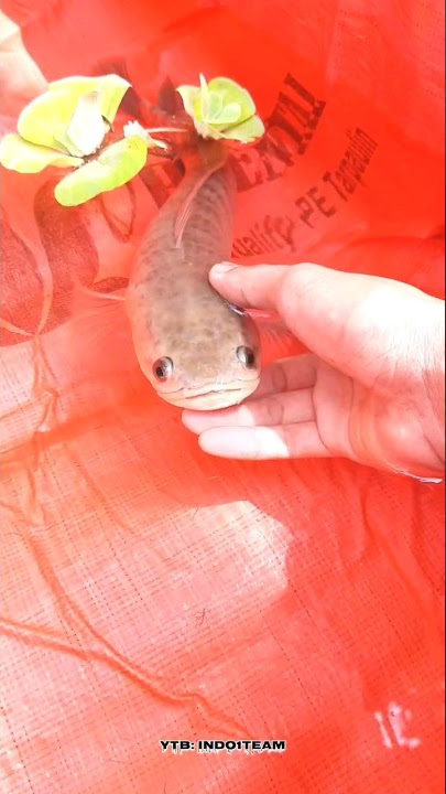 kolam ikan 100% rampung, langsung kita isi ikan gemoy 🥰#kolamikanminimalis