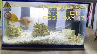 Parrot Fish Ate Their Eggs Tank Day #47