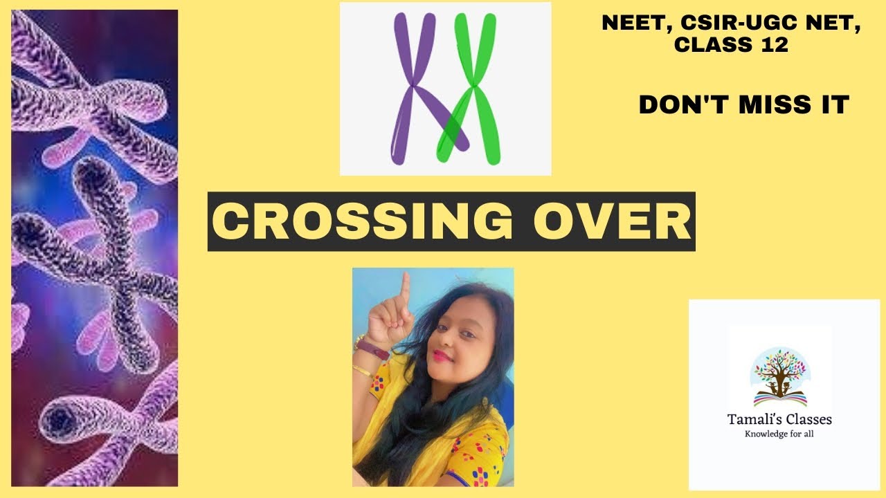 Crossing over|Crossing over Genetics|Crossing over Class 12|Crossing ...