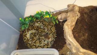 How to care for a reticulated python