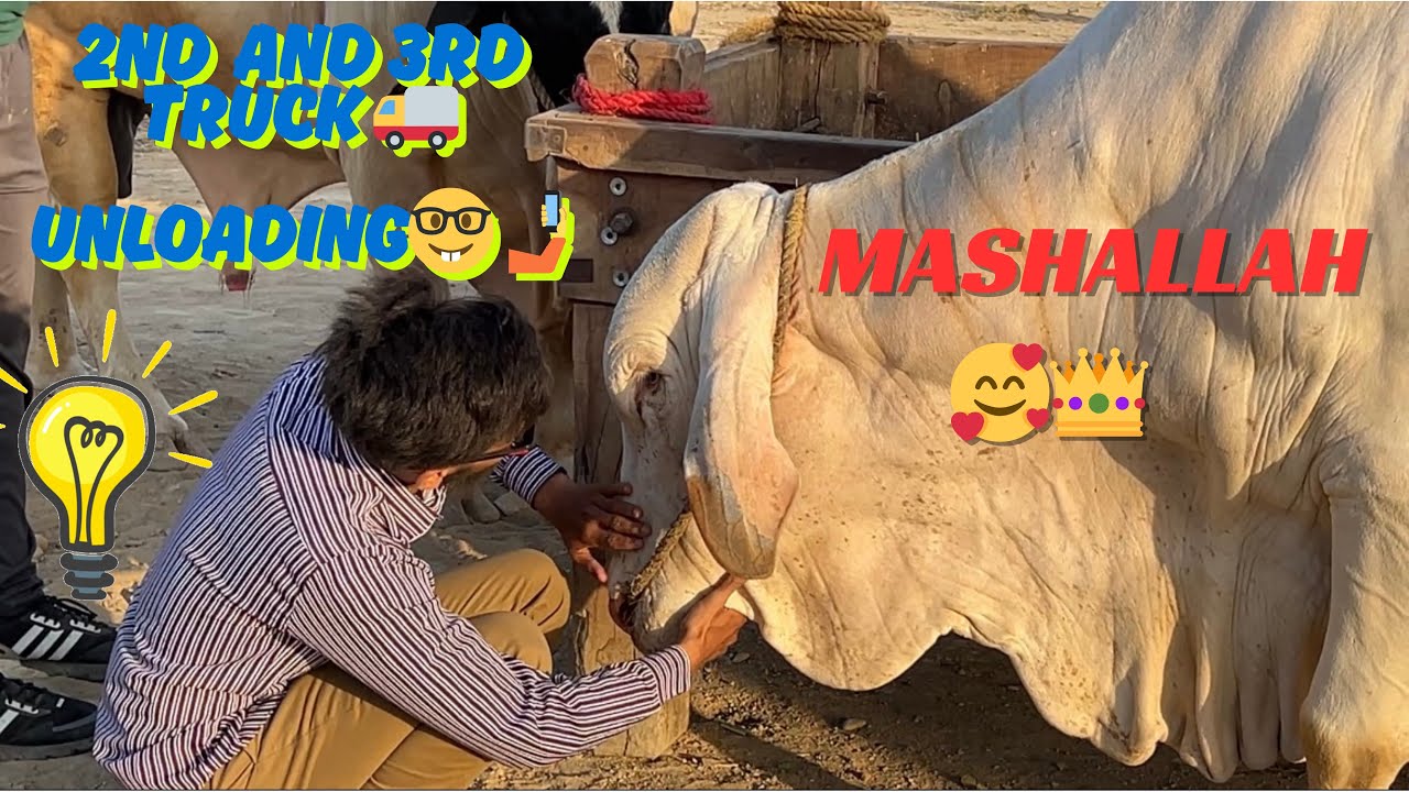 2nd And 3rd Truck Unloading🤩 | Giant 🥵Bull Entry | # #cattle # ...