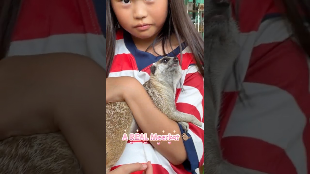 She Held a REAL MEERKAT