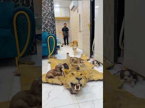 Puppies are sad for simba😭#ytshorts #petlover #viral #youtubeshorts #lion #death #india #sad #yt
