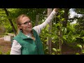 Taille de printemps des arbres en espalier