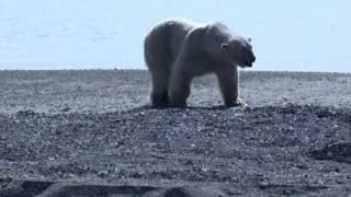 IJsberen op Spitsbergen dol op ganzeneieren by Jouke Prop 7,798 views 13 years ago 4 minutes, 36 seconds