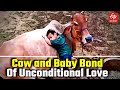 Gujarat  cow and baby bond of unconditional love viral  boy playing with cow viral