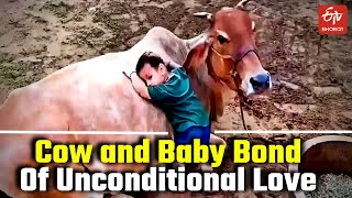 Gujarat : Cow and baby bond of unconditional love viral video | Boy Playing with Cow Viral Video screenshot 5