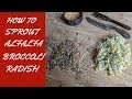 How to sprout alfalfa broccoli and radish seeds