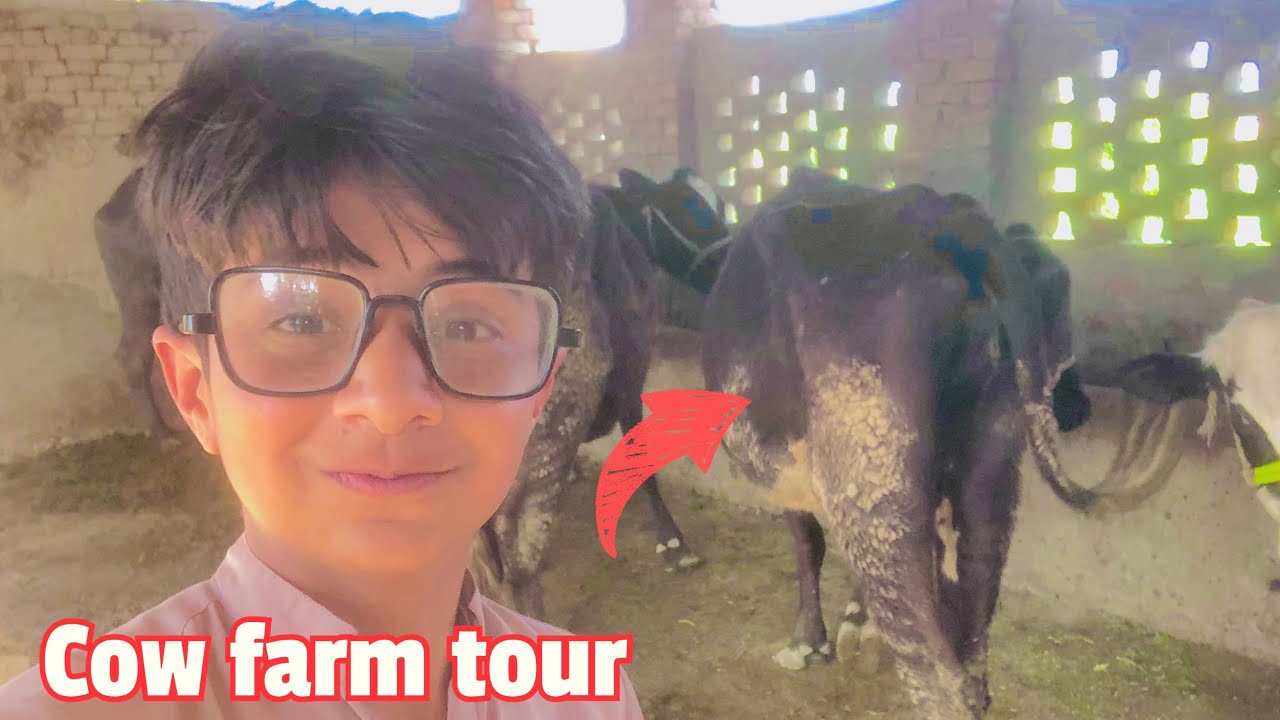 Cow Farm Tour YouTube Cow Farm Tour YouTube