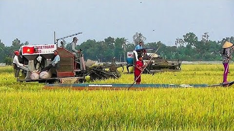 2 máy cắt lúa Việt Nam tự chế, gặt lúa đồng ngập lụt, siêu lội nước