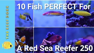 EASY, ReefSafe, Peaceful Fish For A Red Sea Reefer 250