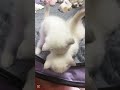 White kitten comically jumps on his brother #asmr #cute #cat #kitten #meow #funny