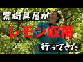 瀬戸田レモン！農機具屋がレモン収穫してみた [しまなみ] #農業 #レモン