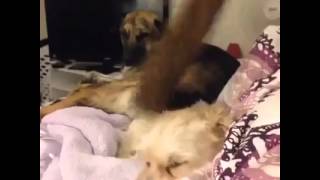 When the dog is mad ~~ VINE best vines ~~ 7.28.2014
