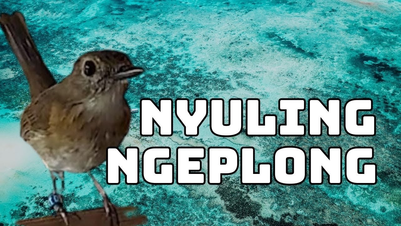 SRDC BALI NYULING NGEPLONG