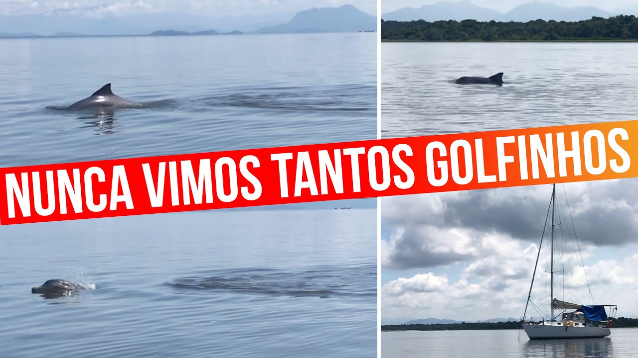 Nunca vimos tantos golfinhos | #FLOR_DE_SAL 34