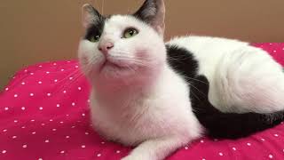 ADOPTED! Tobi with an I
