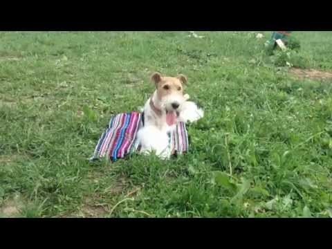 Video: Wire Fox Terrier Hundras Allergivänliga, Hälsa Och Livslängd