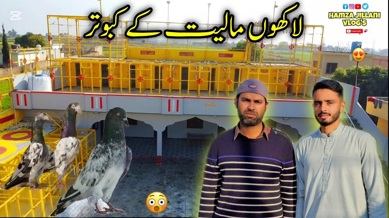 Million Worth Pigeon Farm | Luxury Kabootar Setup | Rare Breeds 🕊️🔥 | Hamza Jillani Vlog