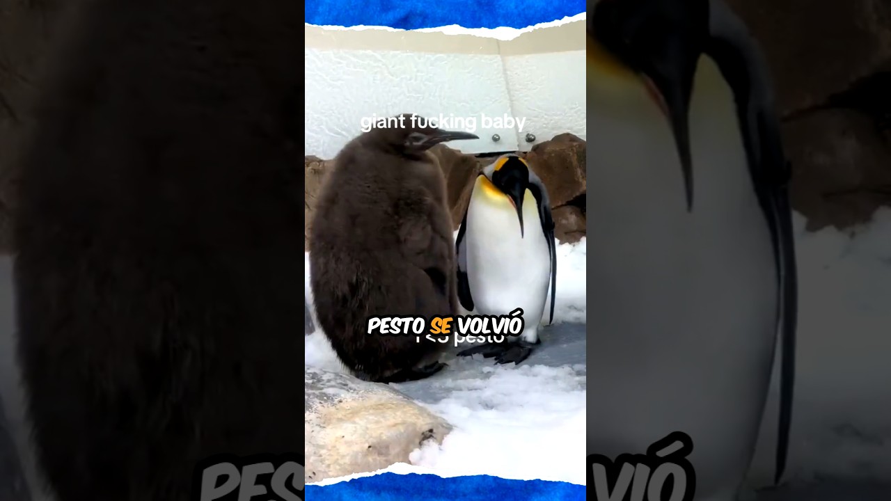 ¿Quién es Pesto? El bebe pinguino gigante 🐧#Puesto #Pestothepenguin #PenguinMemes #pinguinos