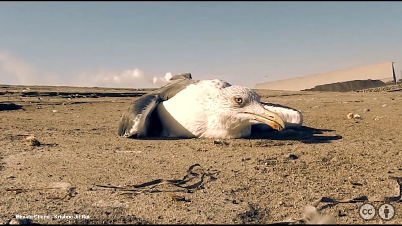 GREENRAIL REPORTS: Plastic pollution in the ocean