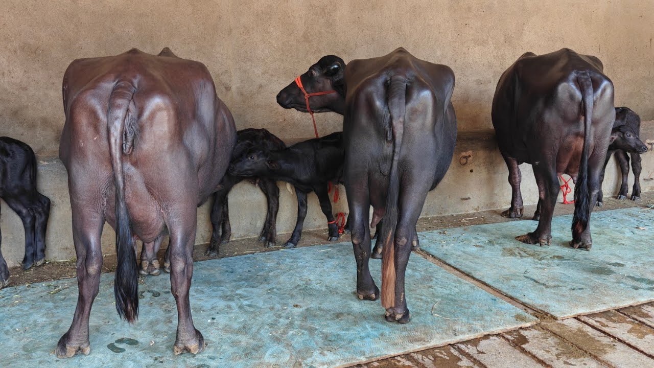 6 Buffaloes for sale, 6 ਮੱਝਾਂ ਸੁਭਾਸ਼ ਬਿਸ਼ਨੋਈ ਡੇਅਰੀ ਫਾਰਮ ਦੀਆਂ ਵਿਕਾਊ 