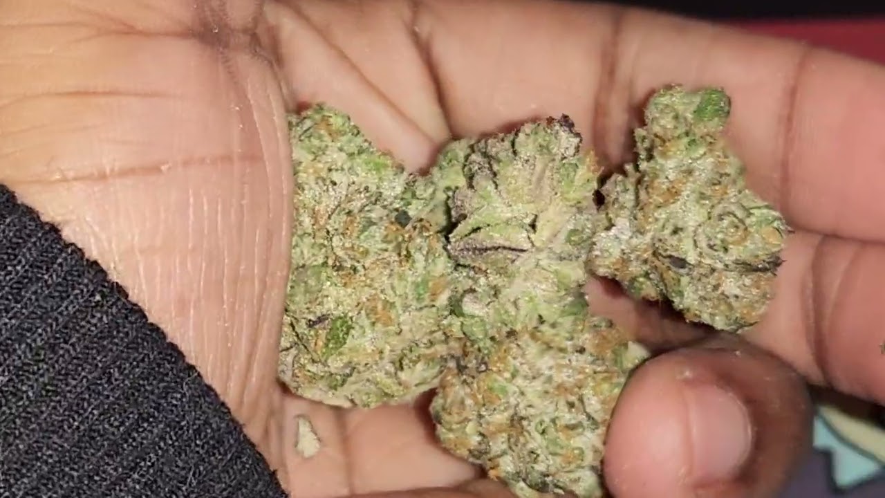 Visual Strain Review: Notorious 🔥🔥🔥🔥🔥 by High Grade Farms