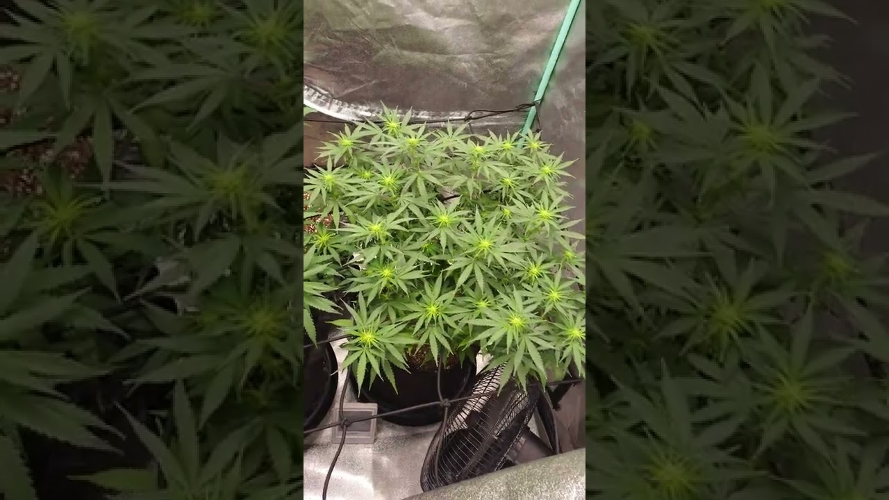 seeds I purchased from crop King seeds this video is for 21 and older