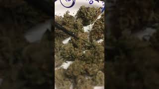 Blue Dream Cannabis - Dried & Cured after harvest