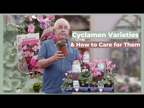 ვიდეო: რა არის ციკლამენის ჯიშები: ციკლამინის მცენარეების ტიპები სახლისა და ბაღისთვის
