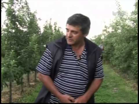 Video: Prorjeđivanje voća kruške - kada i kako prorijediti plodove kruške