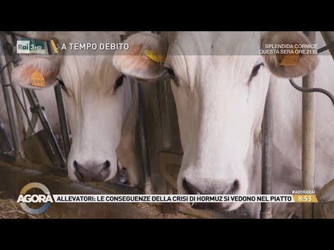Video Costi alle stelle, l'agricoltura sotto pressione - Agorà 23/04/2026