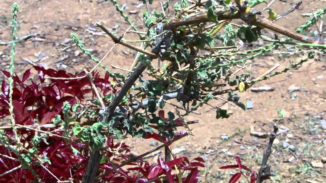 Medicinal Species beneficial for Puneer Phool Cultivation. Part-52 © Pankaj Oudhia