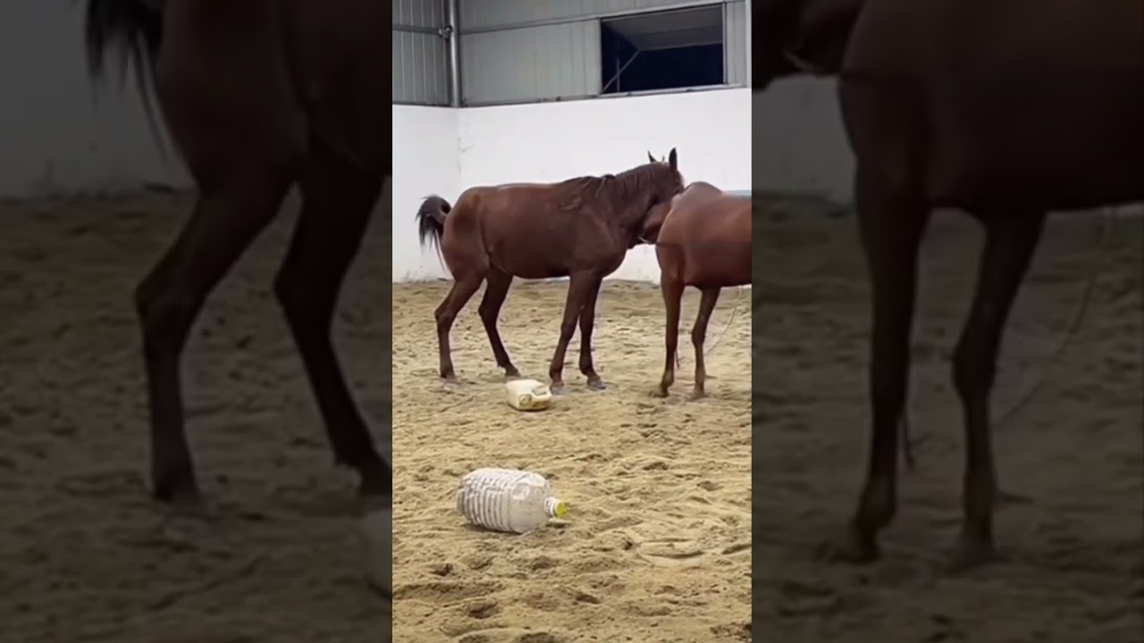 Horse 🐴 THARPARKAR DESERT THAR IIANIMALII