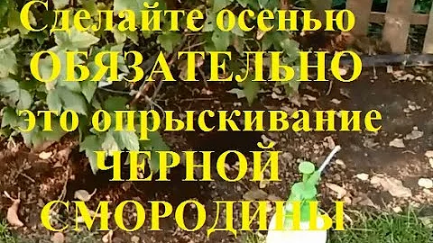 Обработка черной смородины осенью от вредителей и болезней. Это надо сделать обязательно!