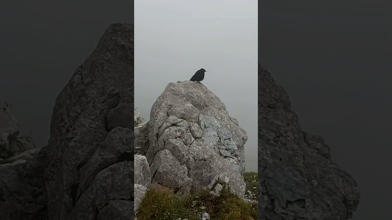 High Altitude Serenity: Bird Perched at 2300 Meters