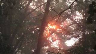 A Walk In the Forest.wmv