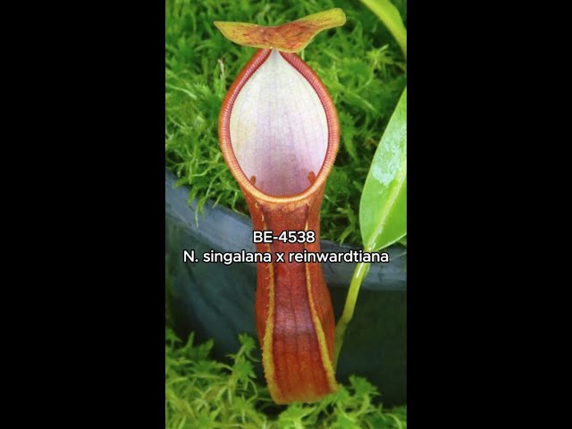 N. singalana x reinwardtiana | BE-4538 - YouTube