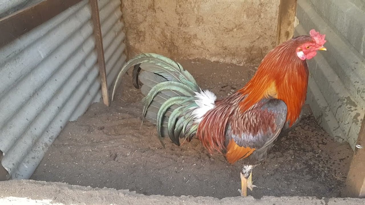 Kelso Asil Pata amarilla YouTube